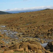 Shoal Brook – Water’s Edge